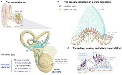 Vestibular Deficits in Deafness: Clinical Presentation, Animal Modeling, and Treatment Solutions